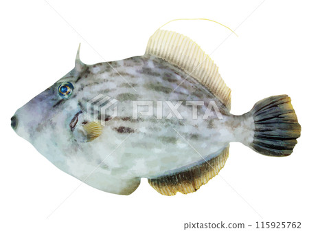 美味的海魚,日本唐魚身體(雄性,逼真的外觀,鏤空白色背景插圖) 美味的海魚,日本唐魚身體(雄性,逼真的外觀,鏤空白色背景插圖) 115925762