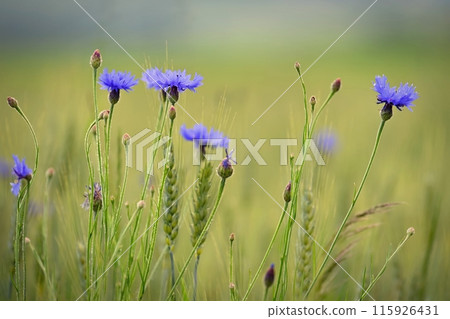 Beautiful blue flowers - herbs in the field. Summer time in nature. Blue Cornflower. (Knapweeds) Beautiful blue flowers - herbs in the field. Summer time in nature. Blue Cornflower. (Knapweeds) 115926431