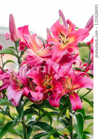 Pink lily flowers of the Satisfaction tree in the garden in summer Pink lily flowers of the Satisfaction tree in the garden in summer 115926693