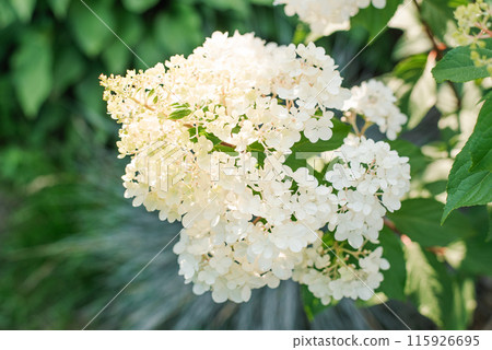 White inflorescences of paniculate hydrangea Vanilla Frise in the garden White inflorescences of paniculate hydrangea Vanilla Frise in the garden 115926695