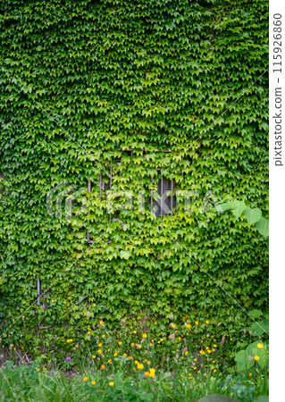 Green ivy covering the windows Green ivy covering the windows 115926860