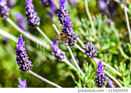 lavender, bee, bloom 115926959
