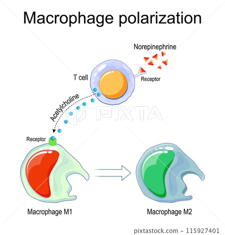 Macrophage polarization. M1 and M2 macrophages Macrophage polarization. M1 and M2 macrophages 115927401
