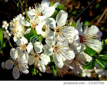 White flower 115927502