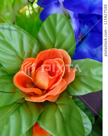 Orange and blue flower 115927588