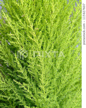 Plant texture 115927607
