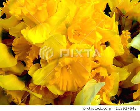 Spring yellow flowers Spring yellow flowers 115927643