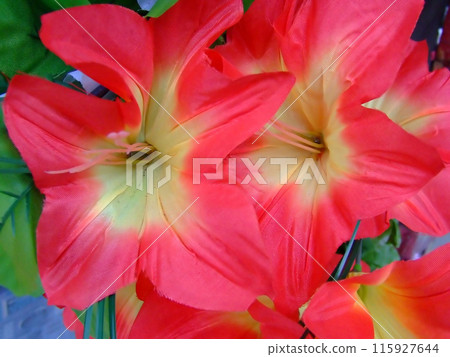 Star flower Star flower 115927644