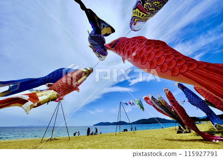 Carp streamers 2024 flying vigorously in the sea breeze during Golden Week 115927791