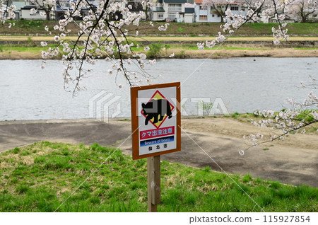 檜內川河畔的櫻花節 檜內川河畔的櫻花節 115927854