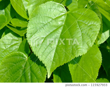 Green leaves 115927933