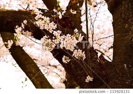 檜內川河畔的櫻花節 115928131