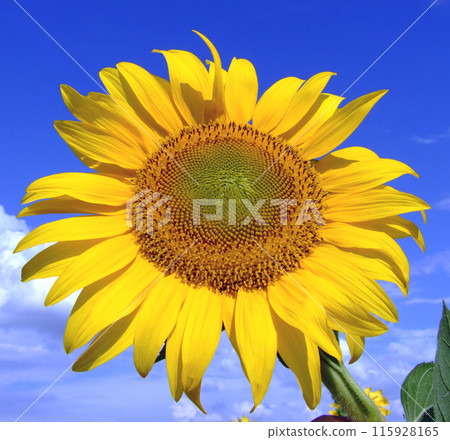 Sunflower macro 115928165