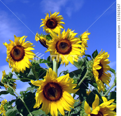 Sunflower tree 115928167