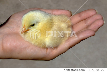 Chicken in a hand 115928172