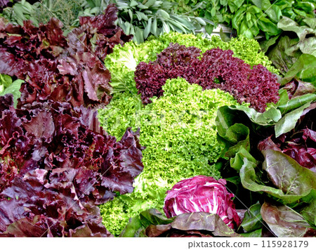 Organic lettuce Organic lettuce 115928179