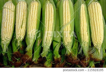 Fresh corn clips Fresh corn clips 115928195