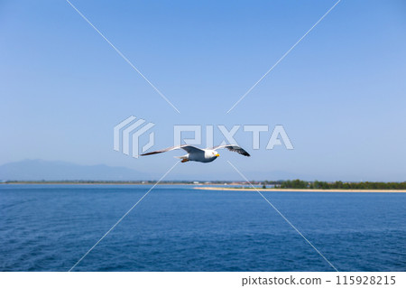 Seagull gull flying over the sea, Blue sky 115928215