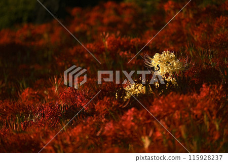 顯眼的白色蜘蛛百合 115928237