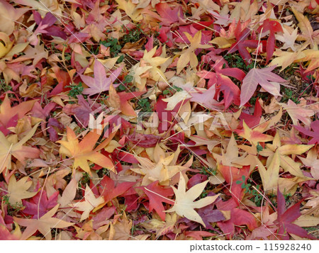 Autumn leafs 115928240