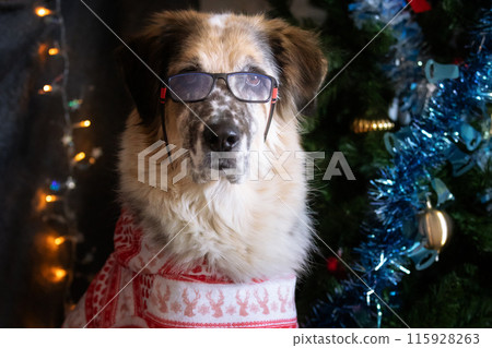 Dog wearing glasses, red suit near Christmas tree Dog wearing glasses, red suit near Christmas tree 115928263