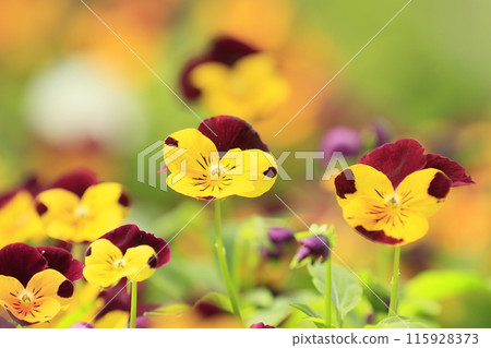 蝴蝶花黃色花 蝴蝶花黃色花 115928373