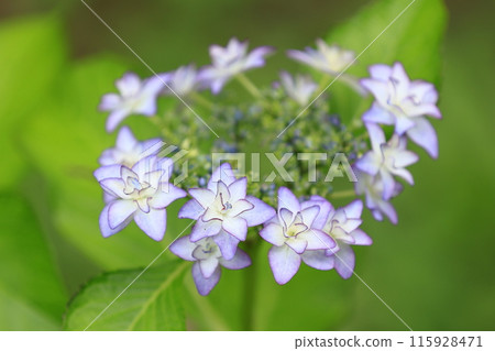 藍色繡球花 藍色繡球花 115928471