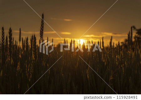 Close-up of a wheat field at sunset. View of golden ears of wheat before harvest Close-up of a wheat field at sunset. View of golden ears of wheat before harvest 115928491