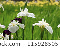 White irises 115928505