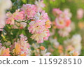 Cute pink roses 115928510