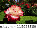 A red rose 115928569