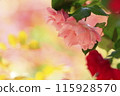 Rose of pink 115928570