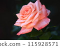 Rose of pink 115928571