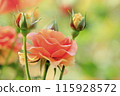 Beautiful pink roses 115928572