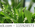 White lily of the valley 115928573