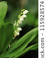White lily of the valley 115928574