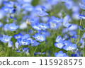 Blue Nemophila 115928575