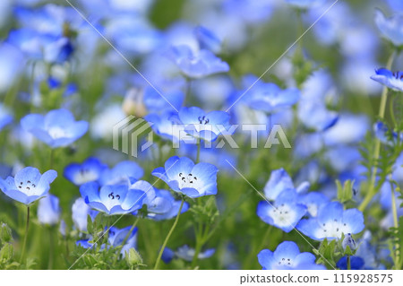 Blue Nemophila 115928575