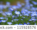 Blue Nemophila 115928576