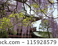 A landscape with wisteria's flowers 115928579