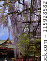  Wisteria flowers 115928582