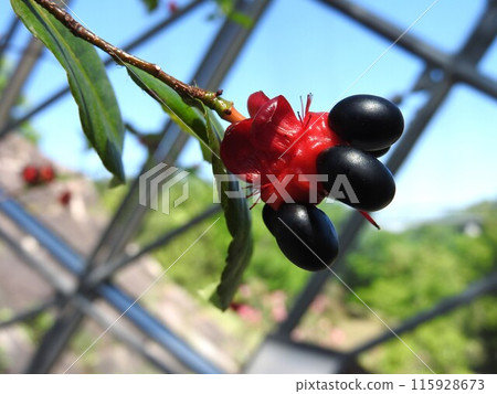 Mickey Mouse Tree (Red Flower Bed and Fruits) 115928673