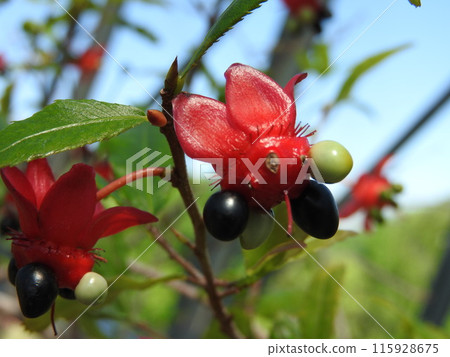 Mickey Mouse Tree (Red Flower Bed and Fruits) 115928675