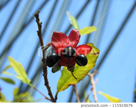 Mickey Mouse Tree (Red Flower Bed and Fruits) 115928676