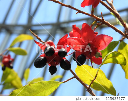Mickey Mouse Tree (Red Flower Bed and Fruits) 115928677