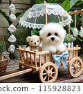 White toy poodle puppy 115928823