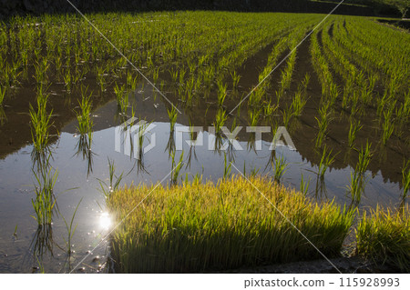 Mountains reflected in the water and newly planted rice 115928993
