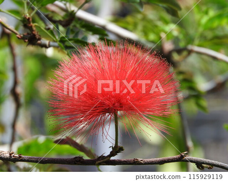 Spherical flowers of Cariandora (Calliandra spp.) Spherical flowers of Cariandora (Calliandra spp.) 115929119