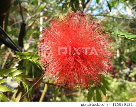 Spherical flowers of Cariandora (Calliandra spp.) 115929121