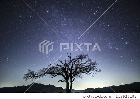 Wild pear tree and starry sky 115929192